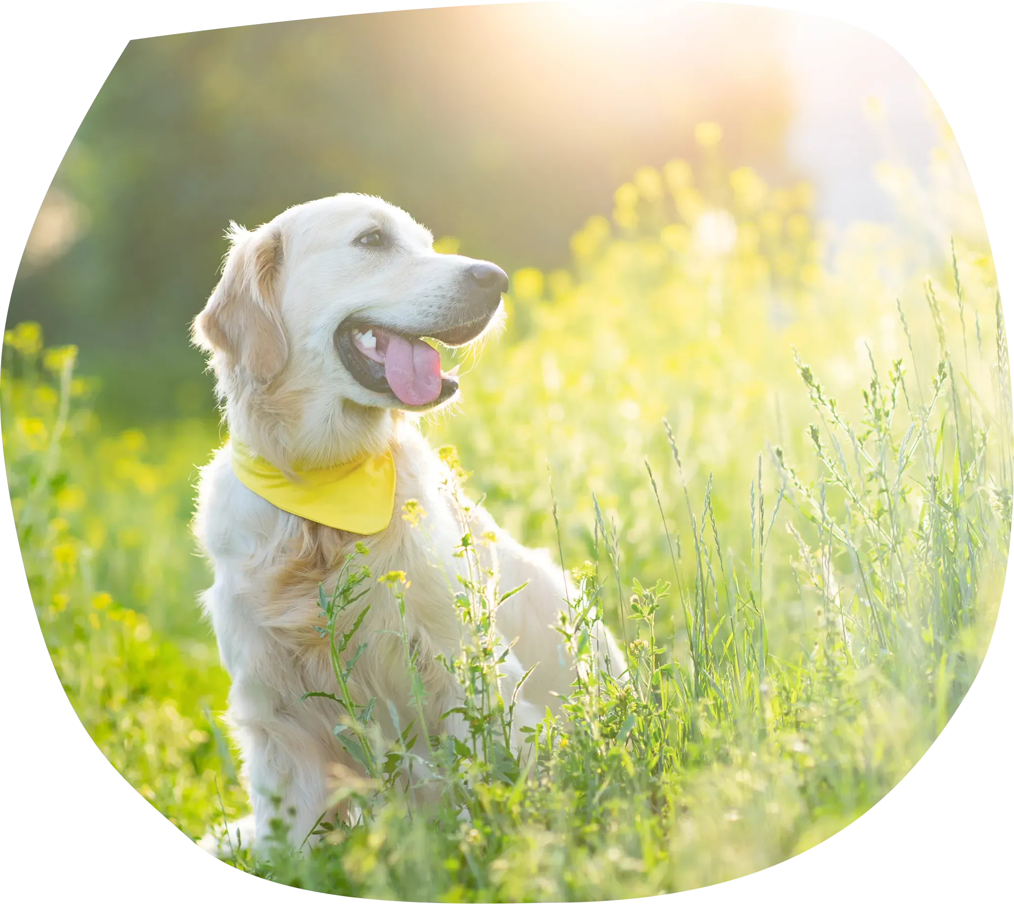 犬の画像